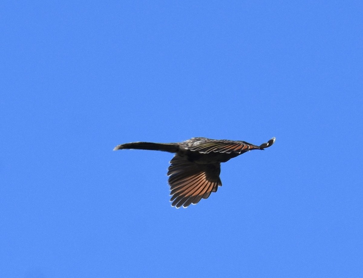 Little Wattlebird - ML641283464