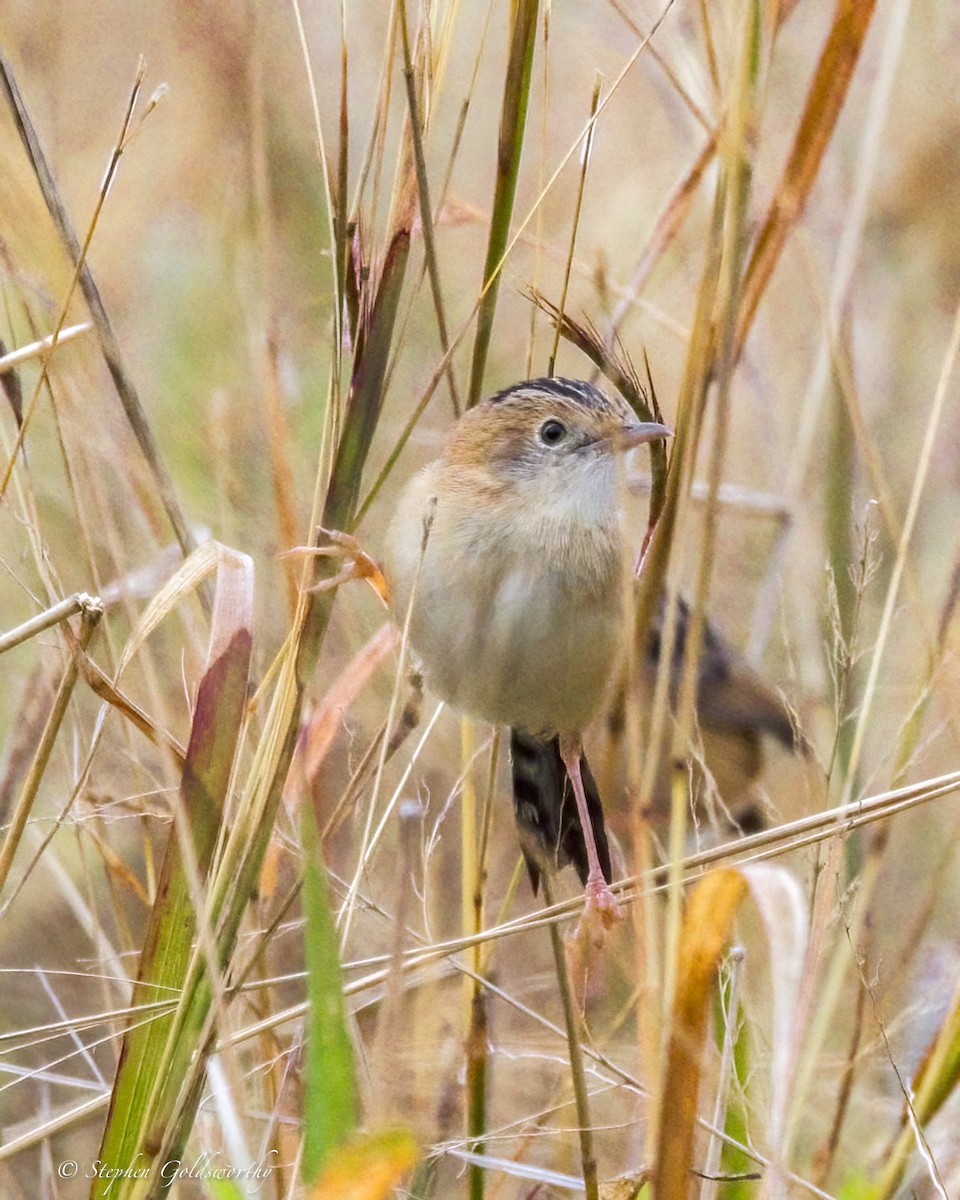 Golden-headed Cisticola - ML641283465