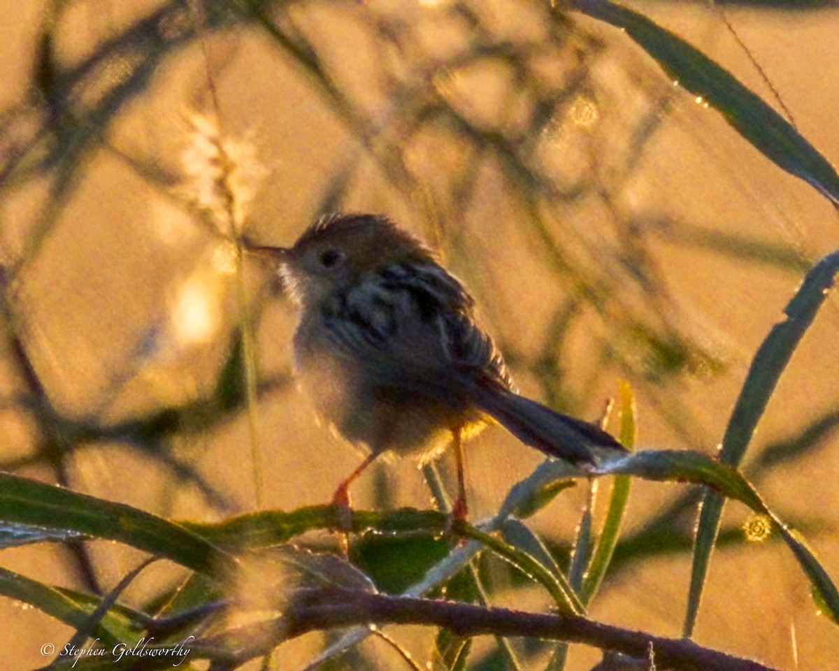 Golden-headed Cisticola - ML641283466