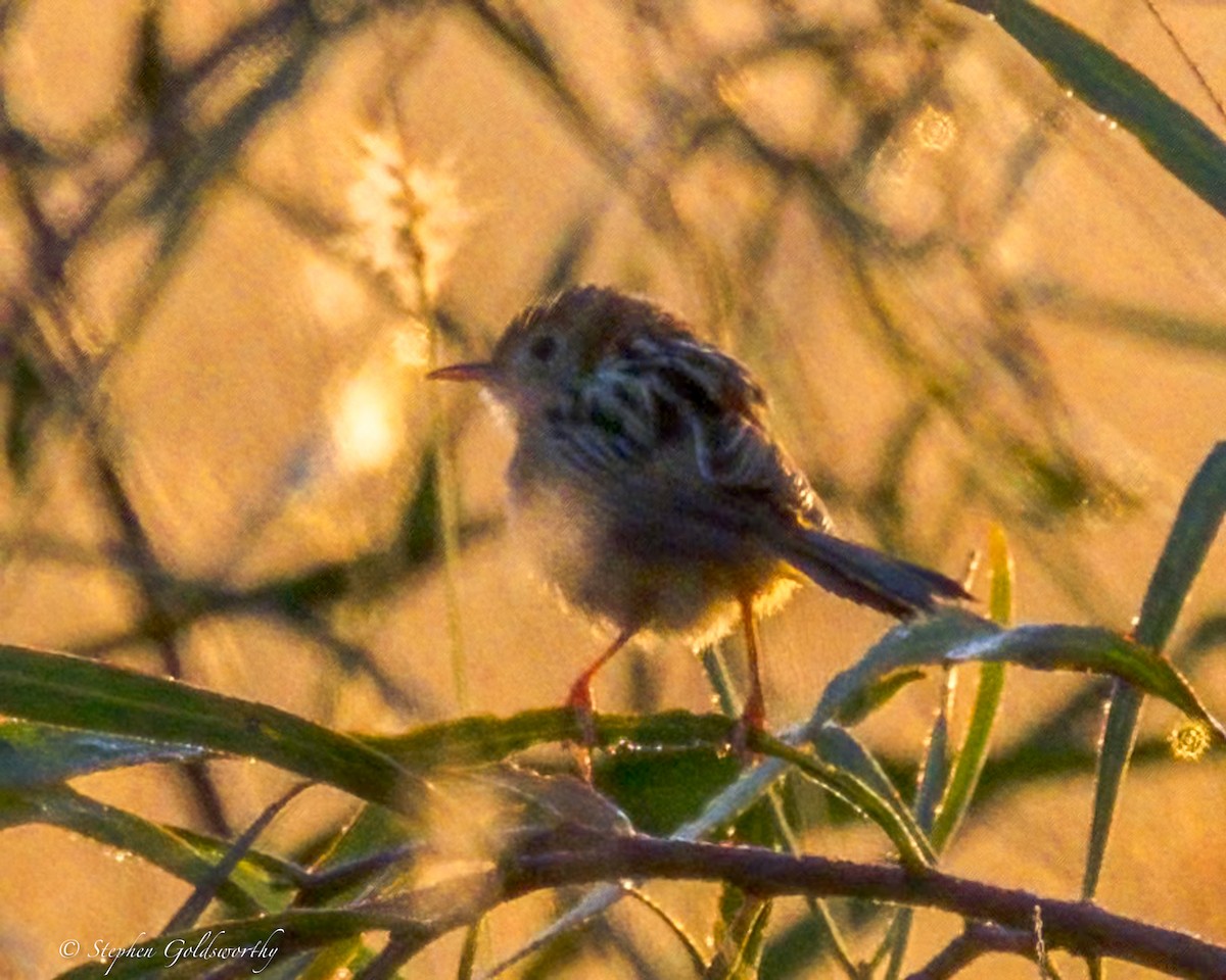 Golden-headed Cisticola - ML641283467