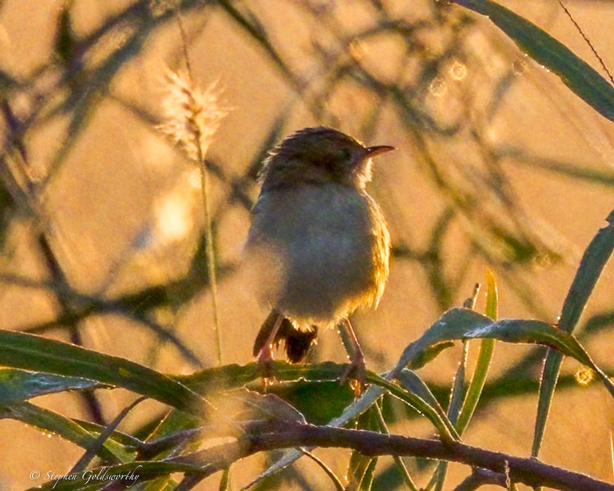 Golden-headed Cisticola - ML641283468