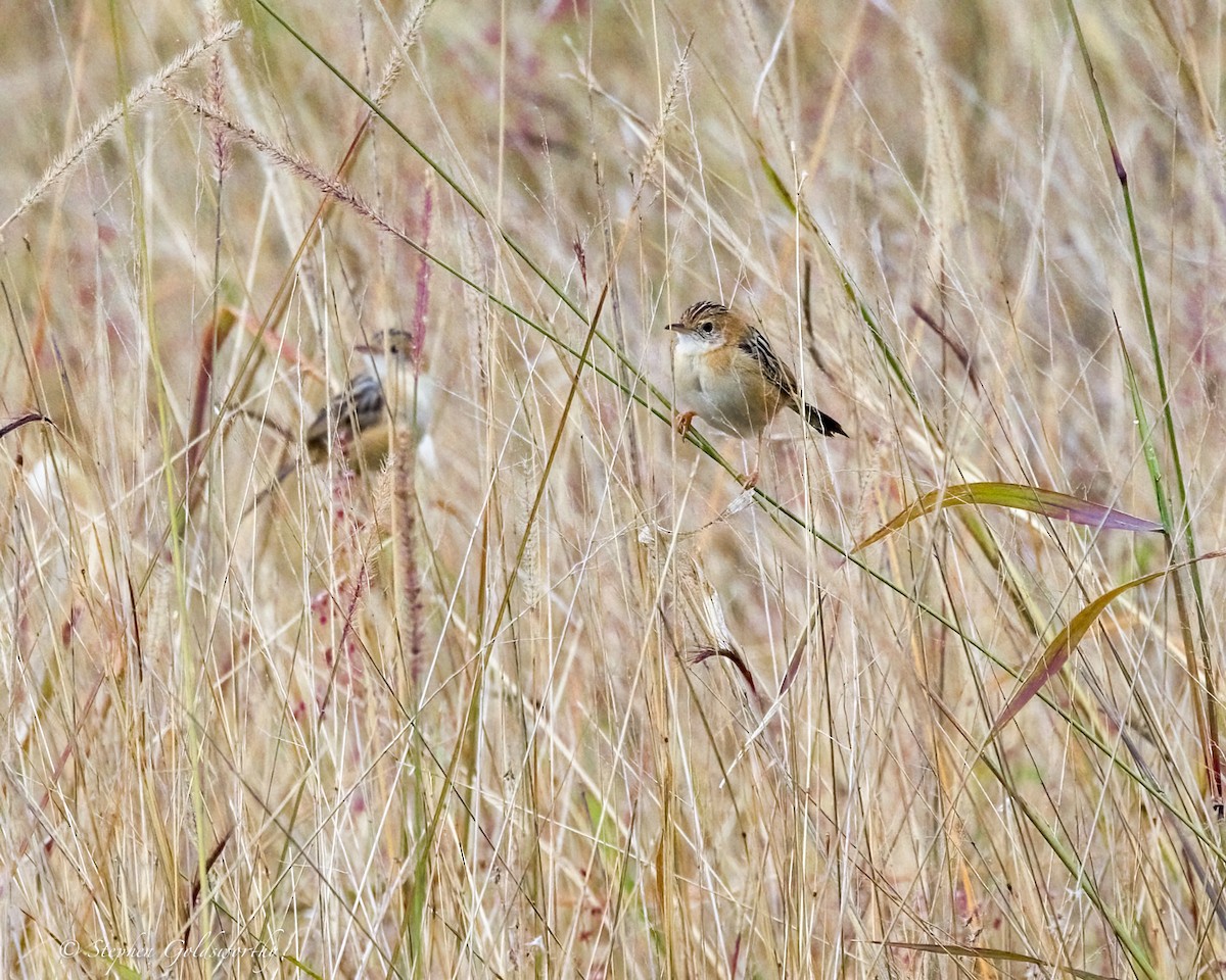 Golden-headed Cisticola - ML641283469