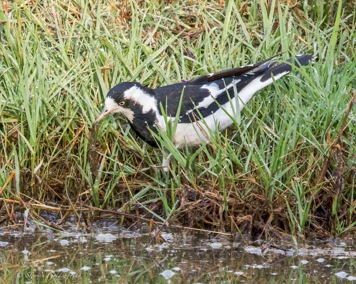 Magpie-lark - ML641283470