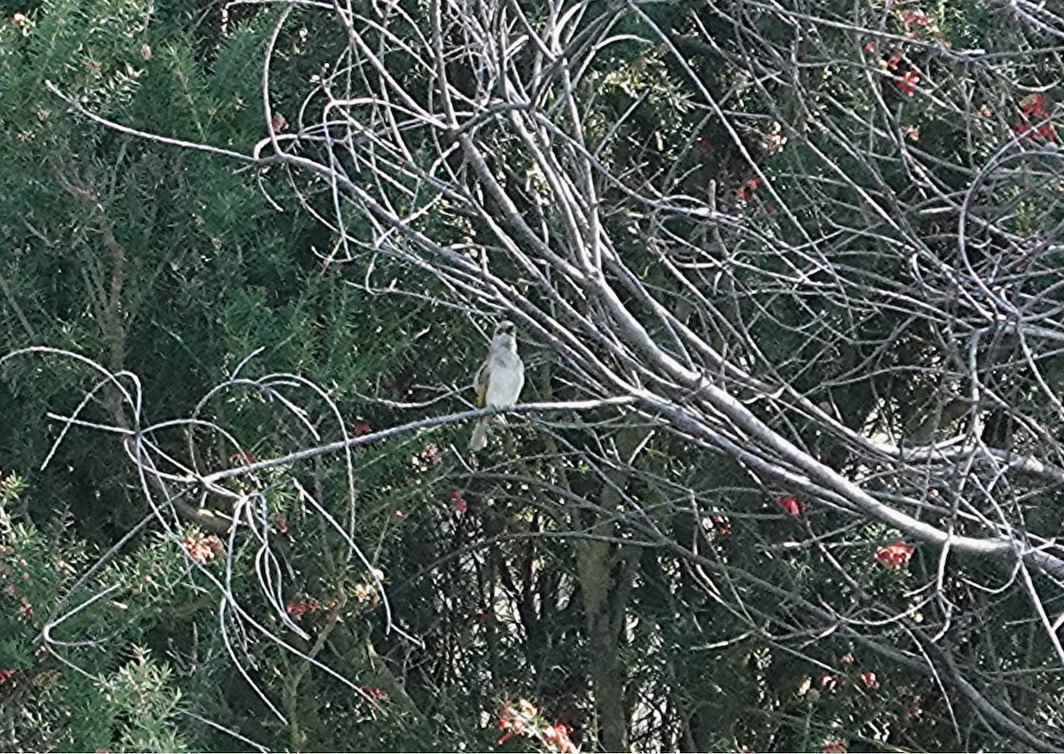 Brown Honeyeater - ML641283471