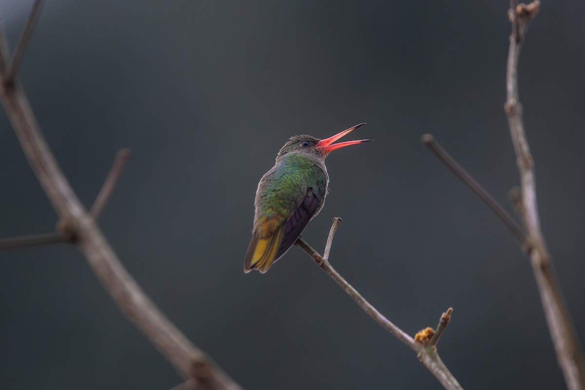 Gilded Hummingbird - ML641283472