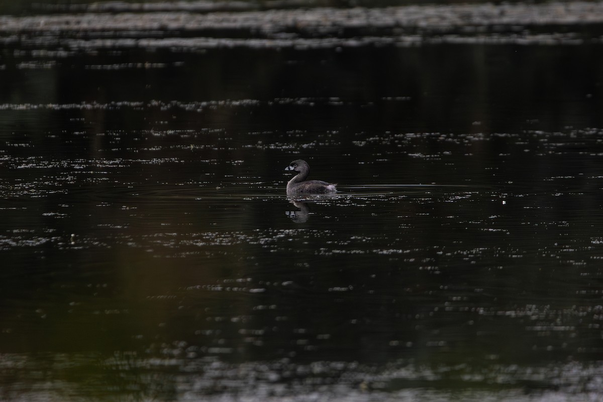 Pied-billed Grebe - ML641283475