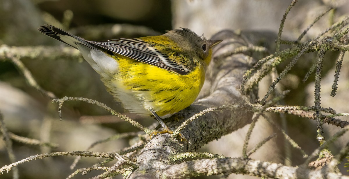 Magnolia Warbler - ML641283479