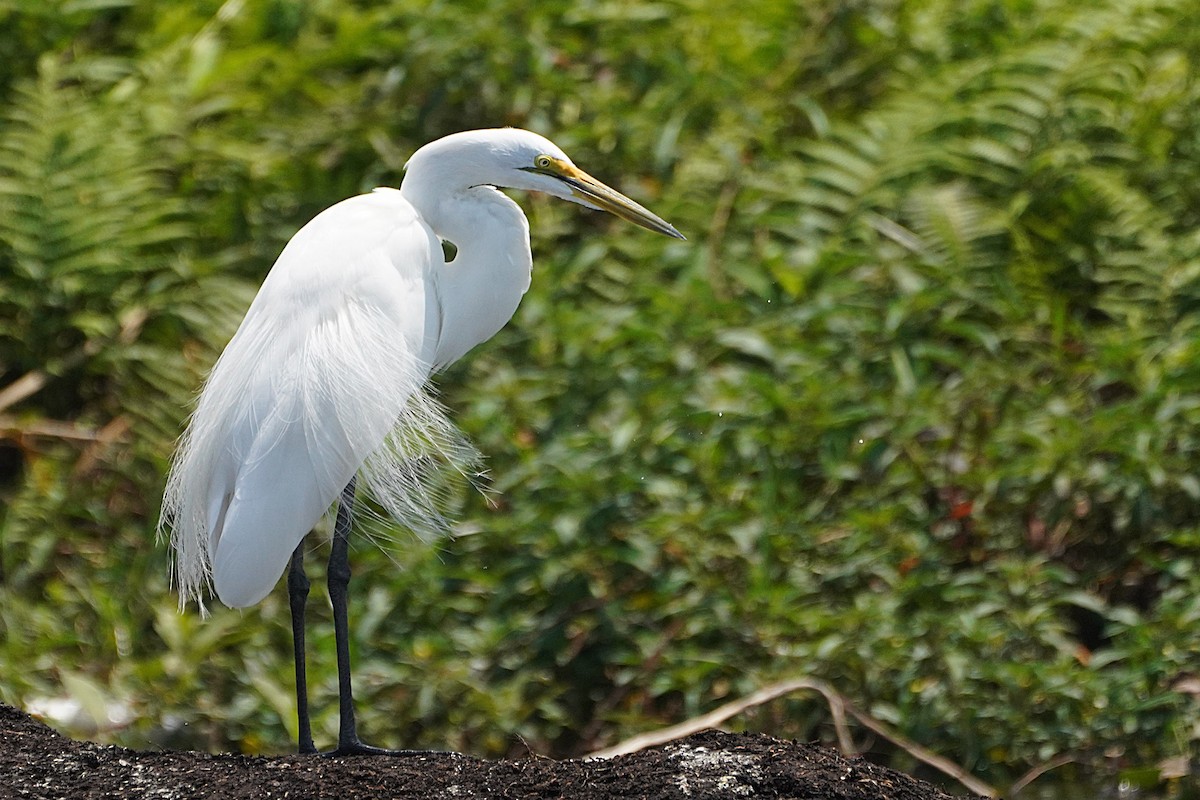 Great Egret - ML641283481