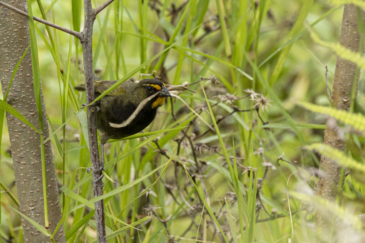 Yellow-faced Grassquit - ML641283482