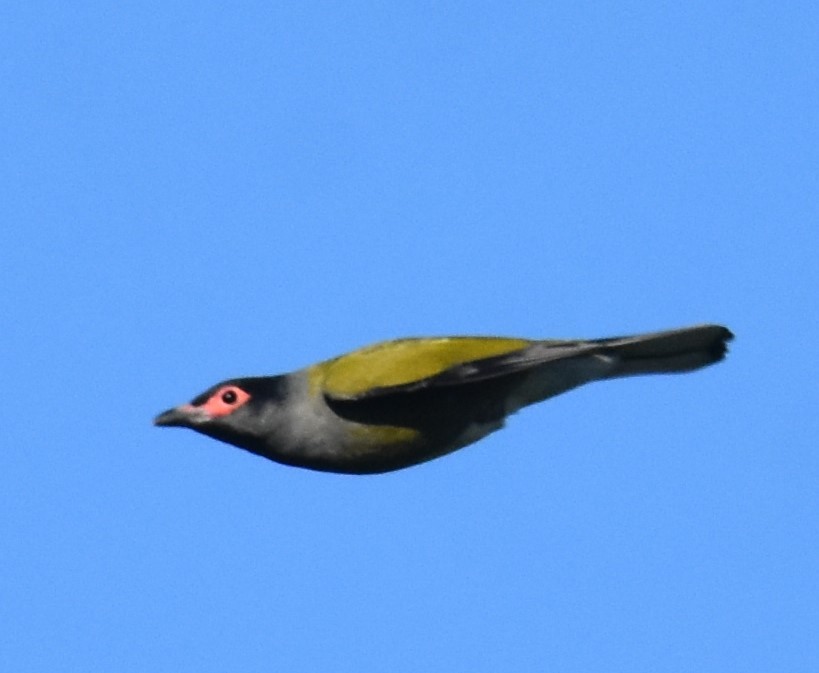 Australasian Figbird - ML641283557