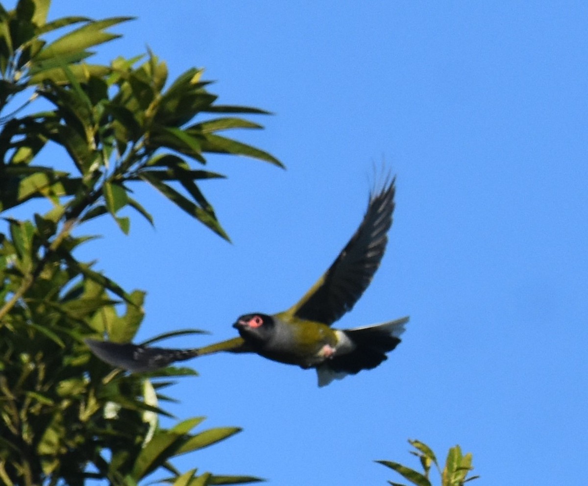 Australasian Figbird - ML641283559