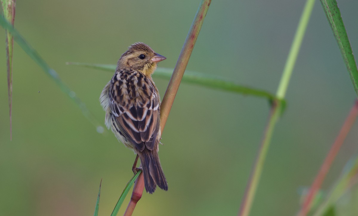 Yellow-breasted Bunting - ML641283565