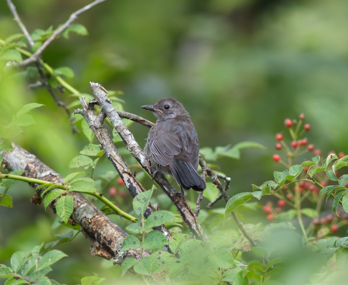 Gray Catbird - ML641283566