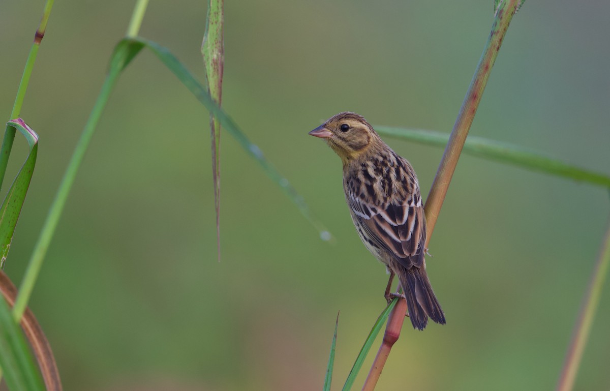 Yellow-breasted Bunting - ML641283569