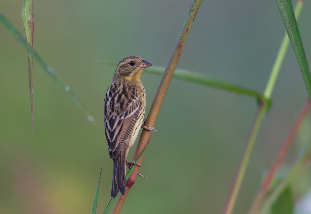 Yellow-breasted Bunting - ML641283571