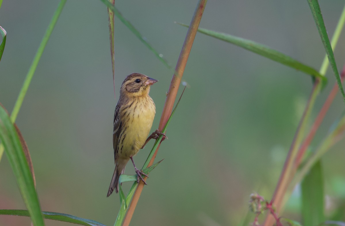 Yellow-breasted Bunting - ML641283573