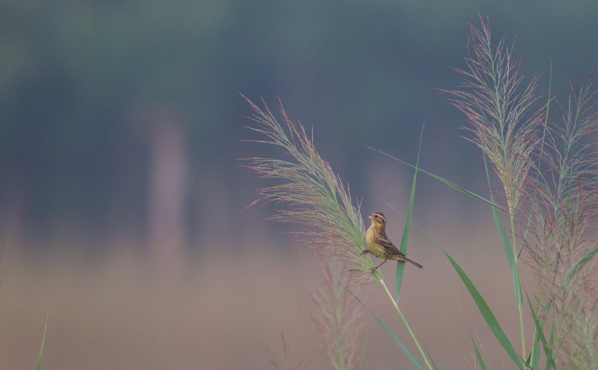 Yellow-breasted Bunting - ML641283574