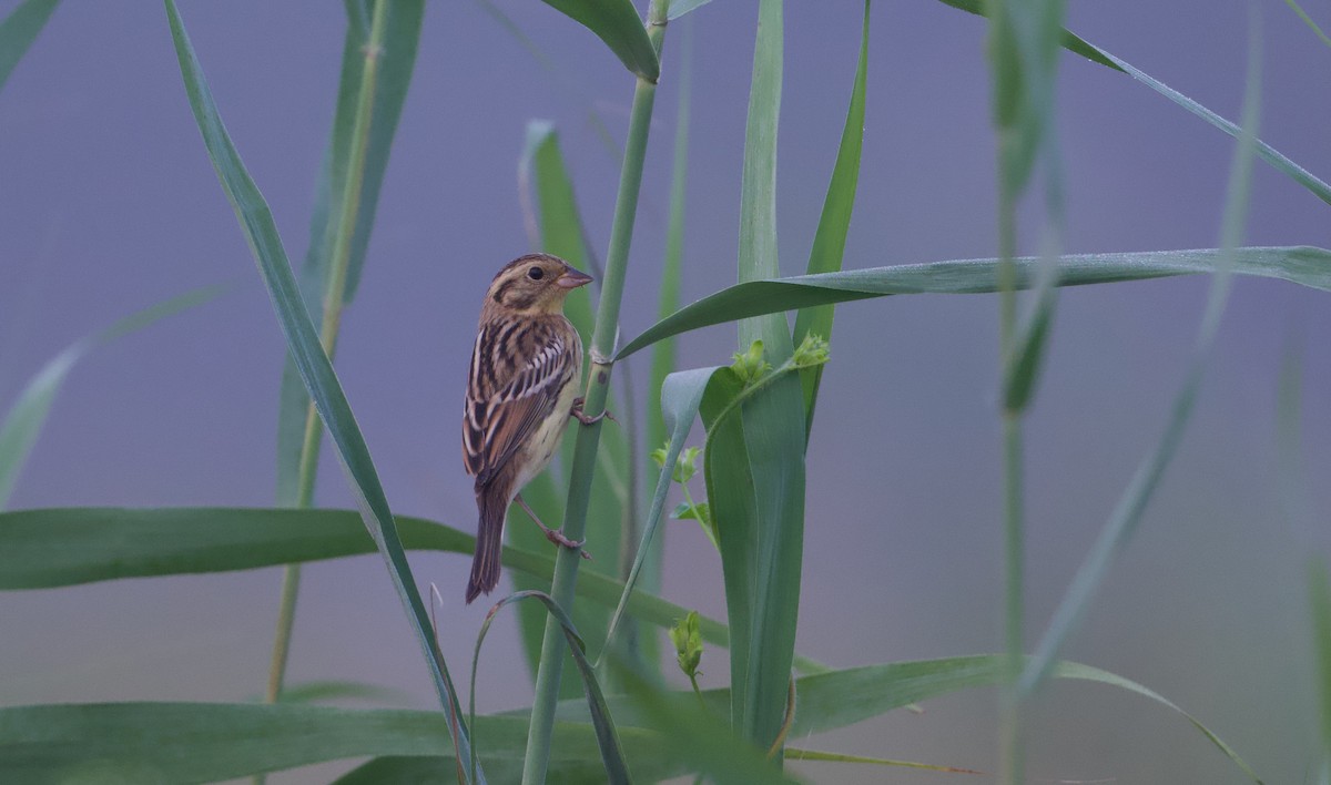 Yellow-breasted Bunting - ML641283576