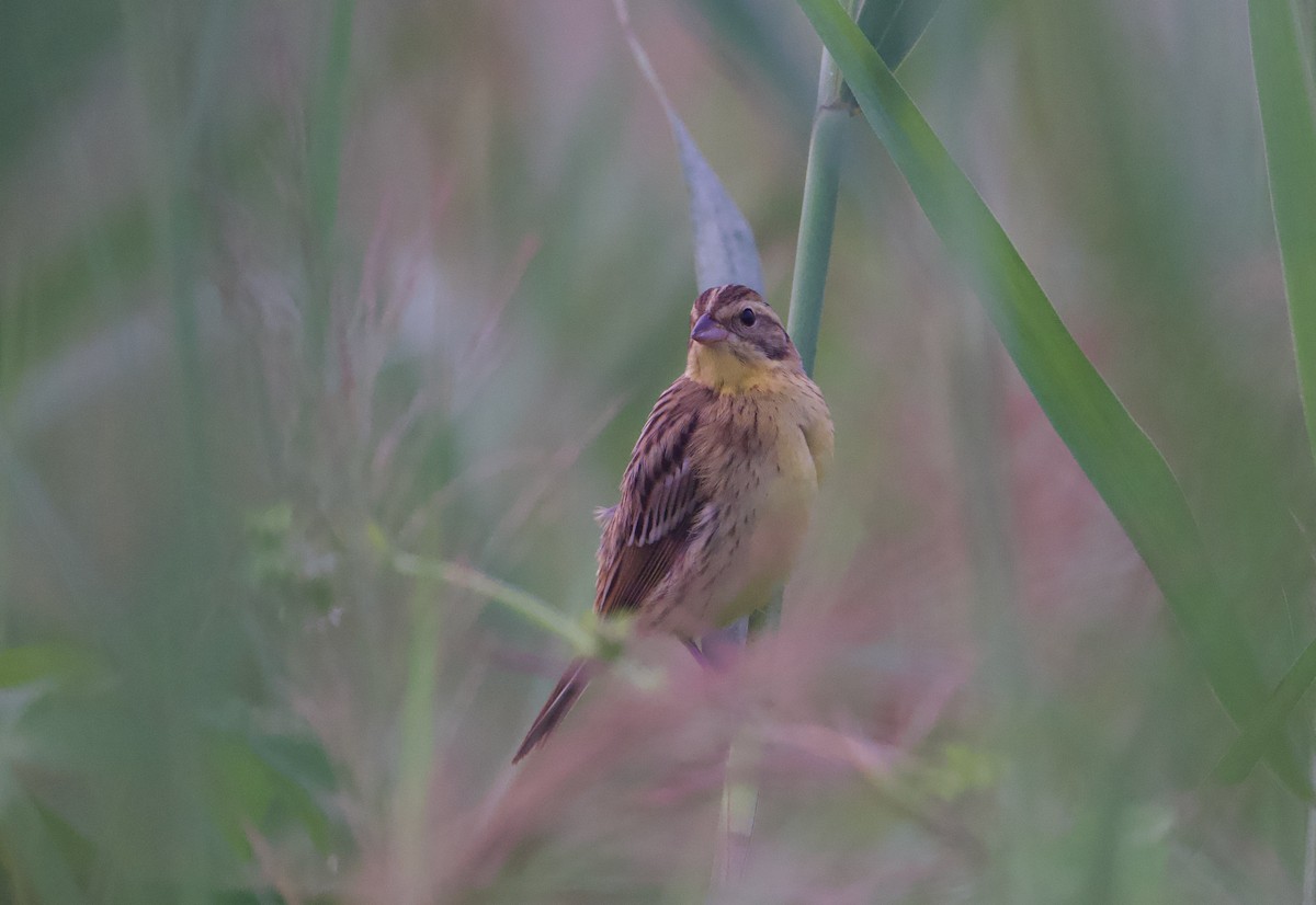 Yellow-breasted Bunting - ML641283579