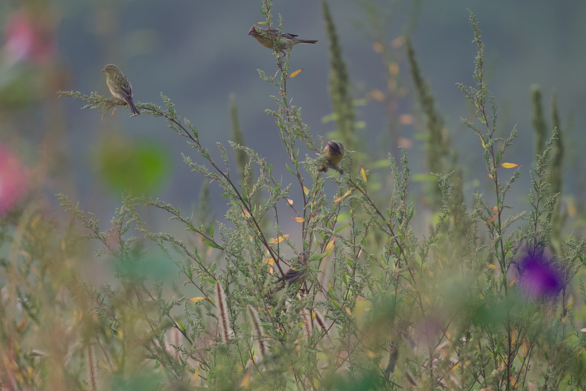 Yellow-breasted Bunting - ML641283581