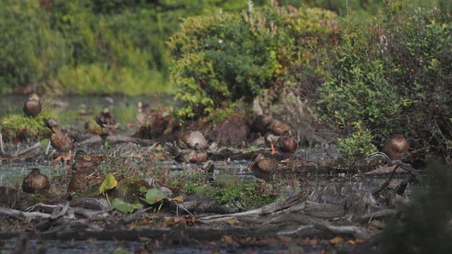 Mallard - ML641283607