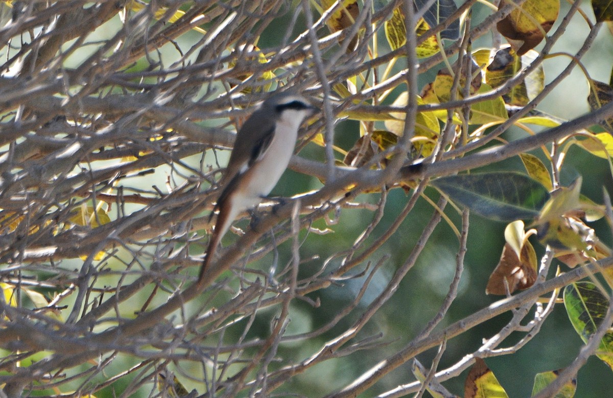 Red-tailed Shrike - ML641283628