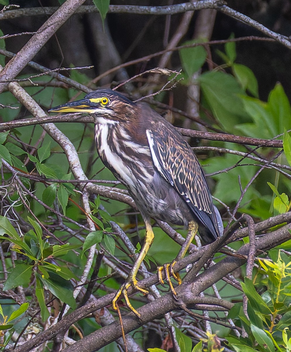 Grünreiher - ML641283656