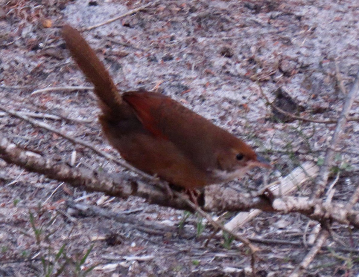 Noisy Scrub-bird - ML641283661