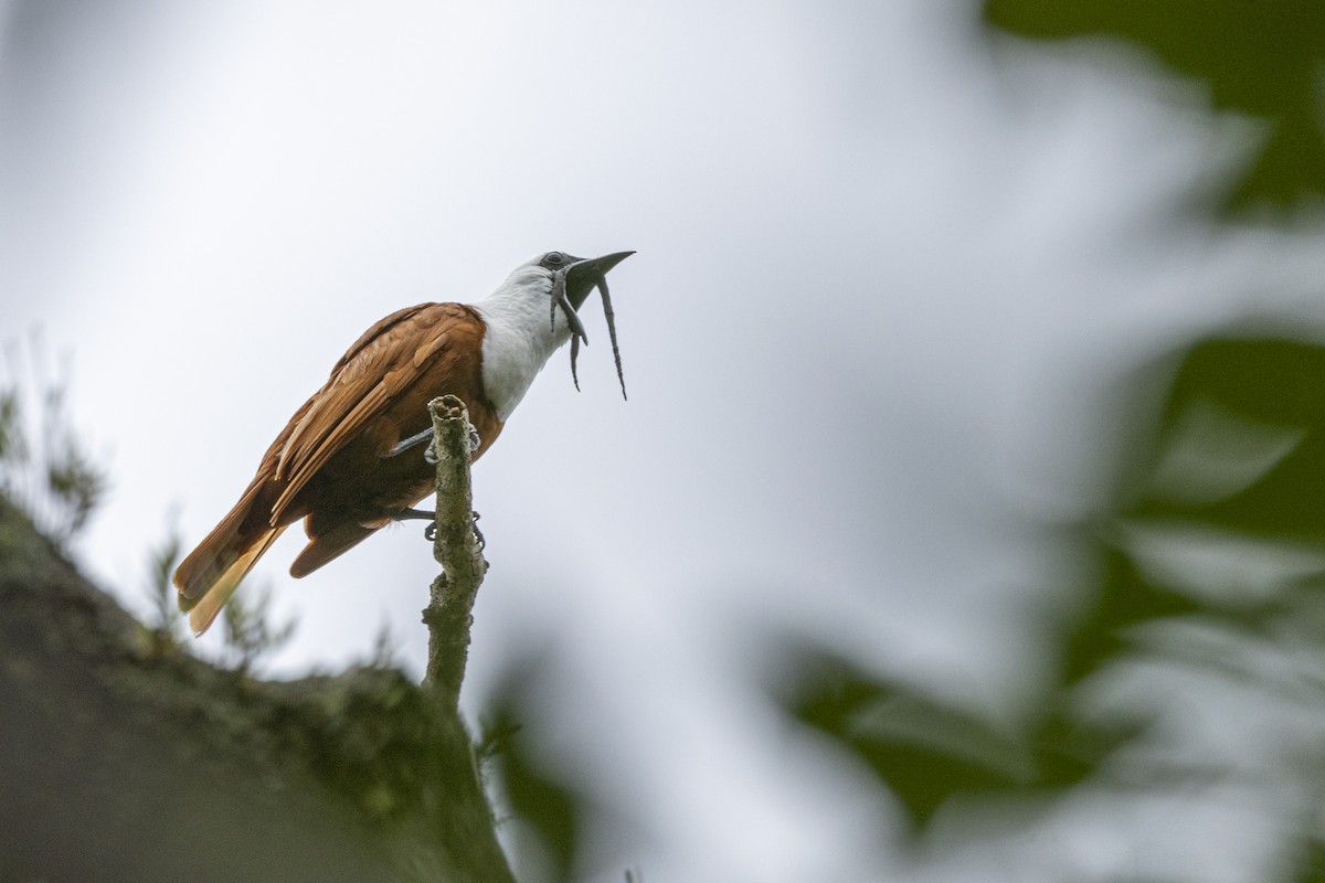 Three-wattled Bellbird - ML641283675