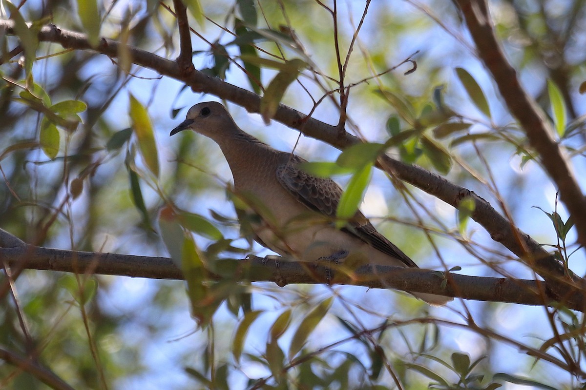 European Turtle-Dove - ML641283678