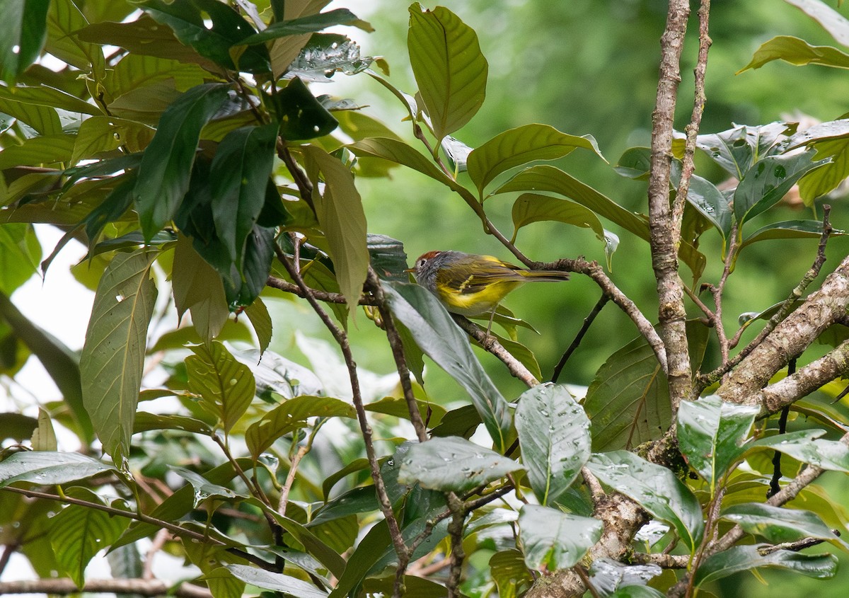 Chestnut-crowned Warbler - ML641283682