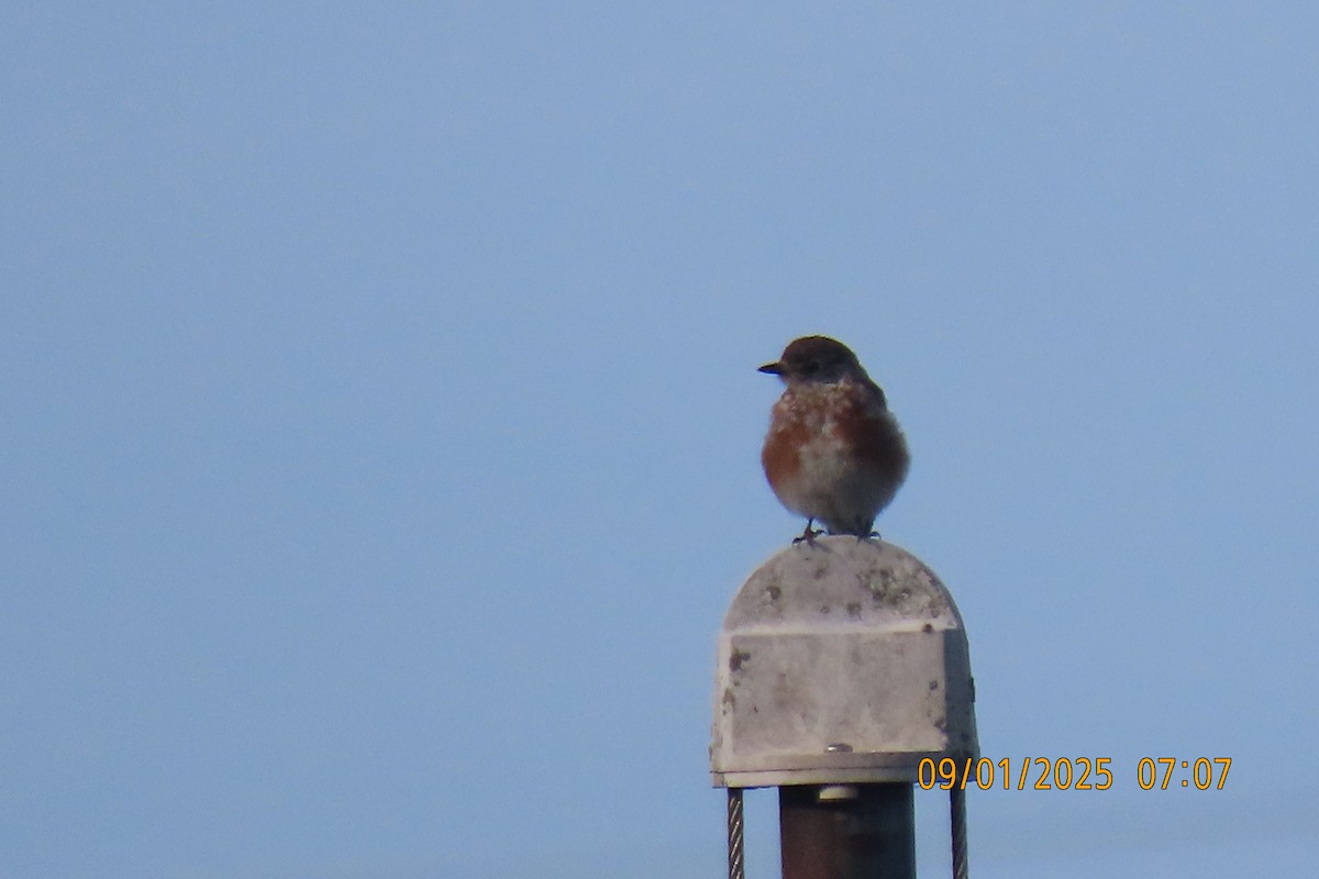 Eastern Bluebird - ML641283727