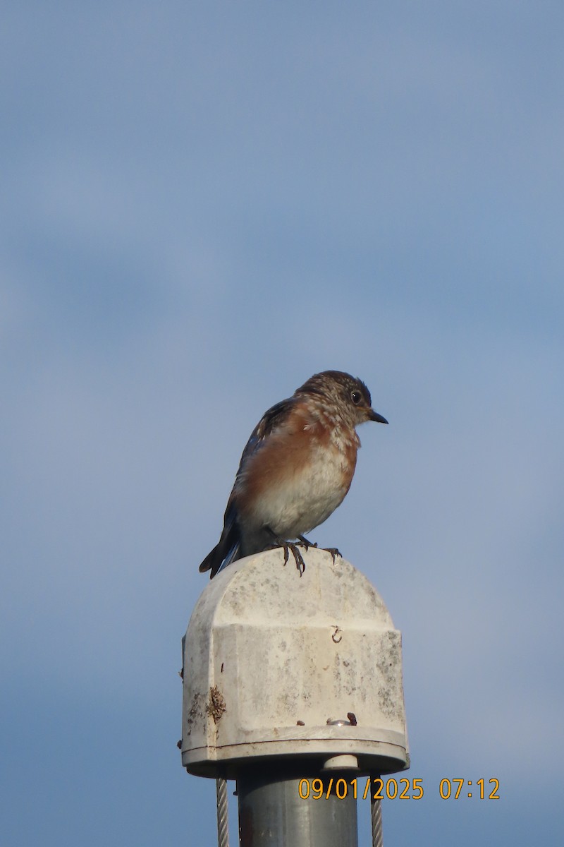 Eastern Bluebird - ML641283728