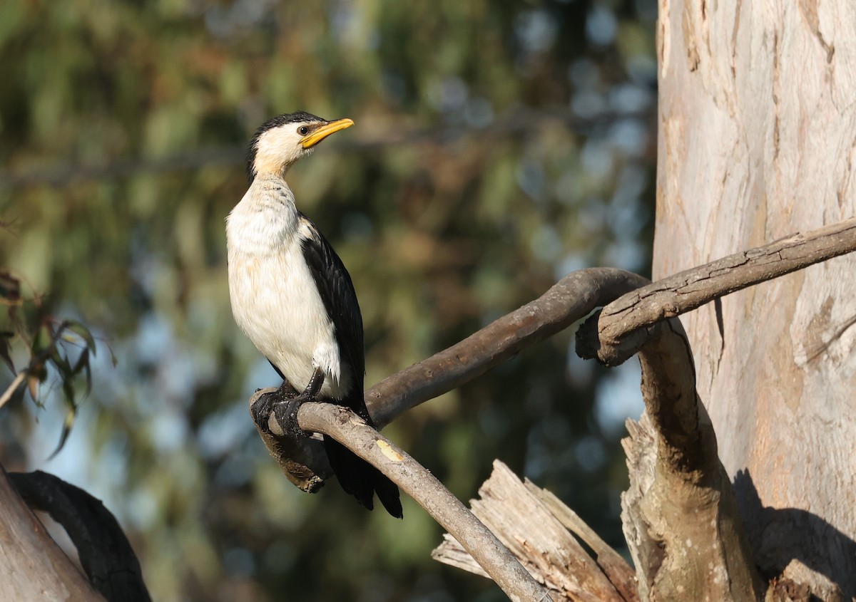 Little Pied Cormorant - ML641283753