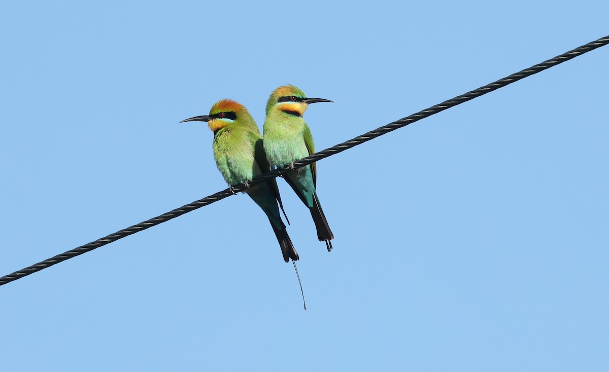 Rainbow Bee-eater - ML641283754