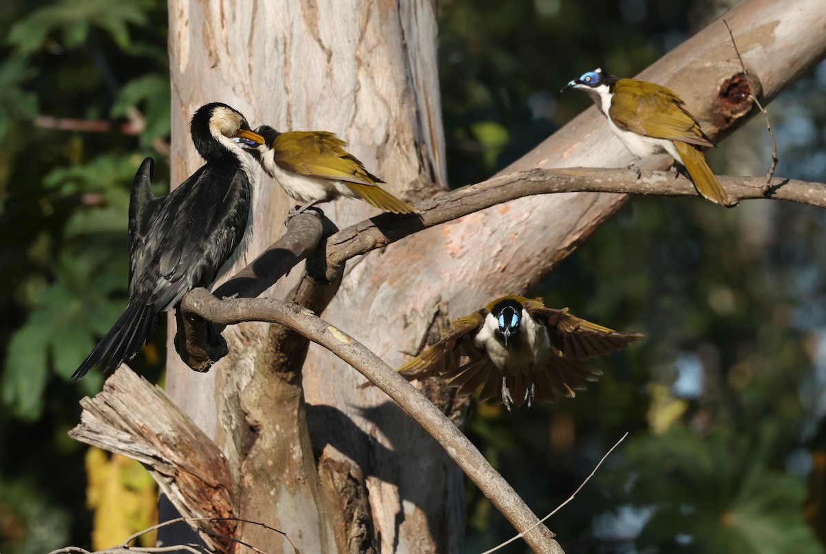 Blue-faced Honeyeater - ML641283761