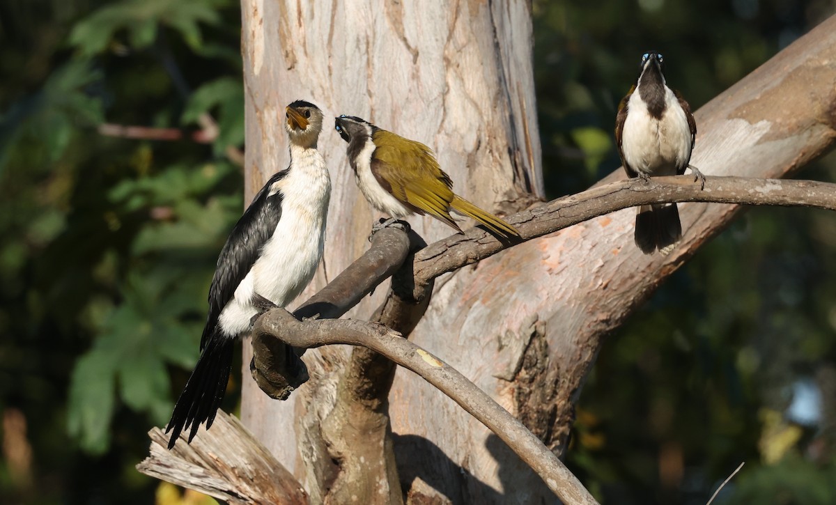 Blue-faced Honeyeater - ML641283762