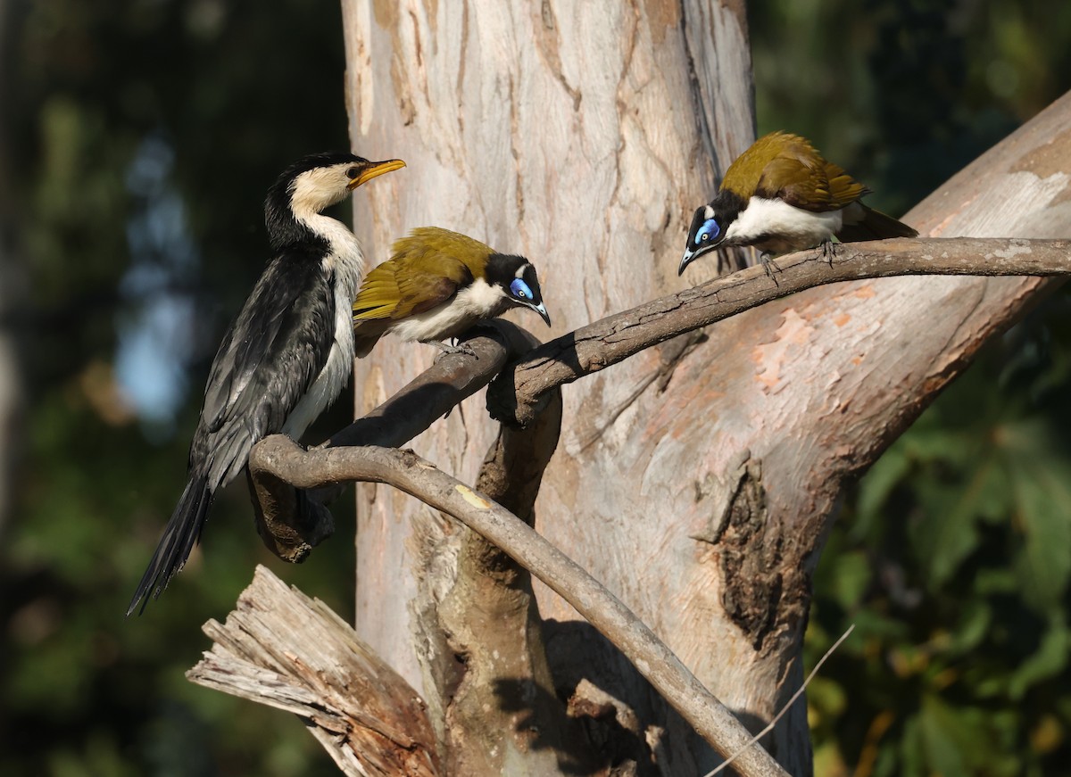 Blue-faced Honeyeater - ML641283763
