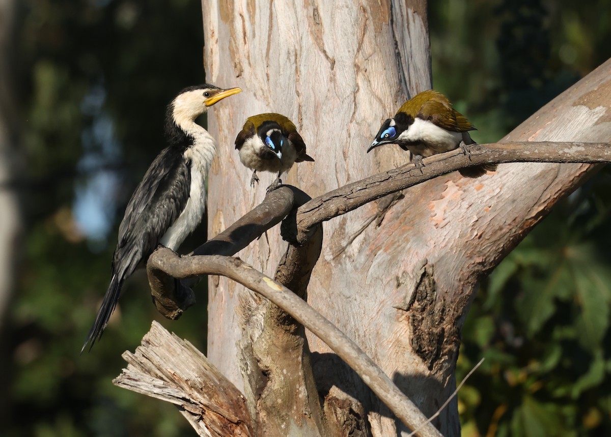 Blue-faced Honeyeater - ML641283764