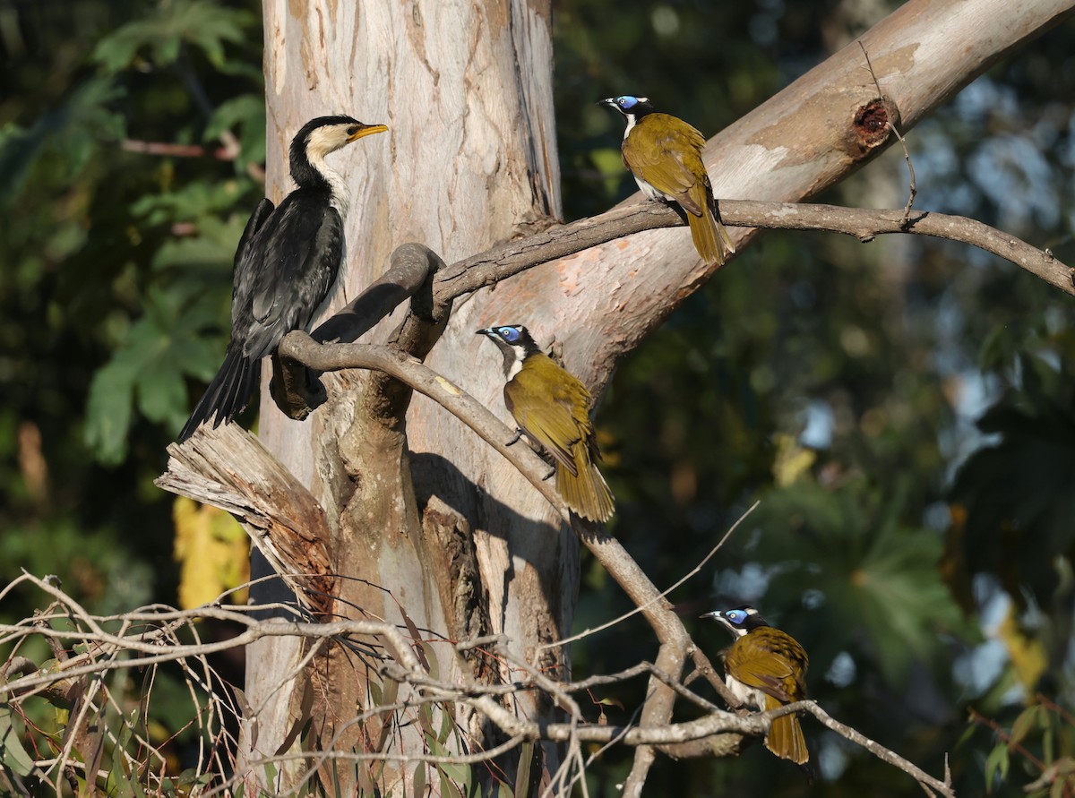 Blue-faced Honeyeater - ML641283765