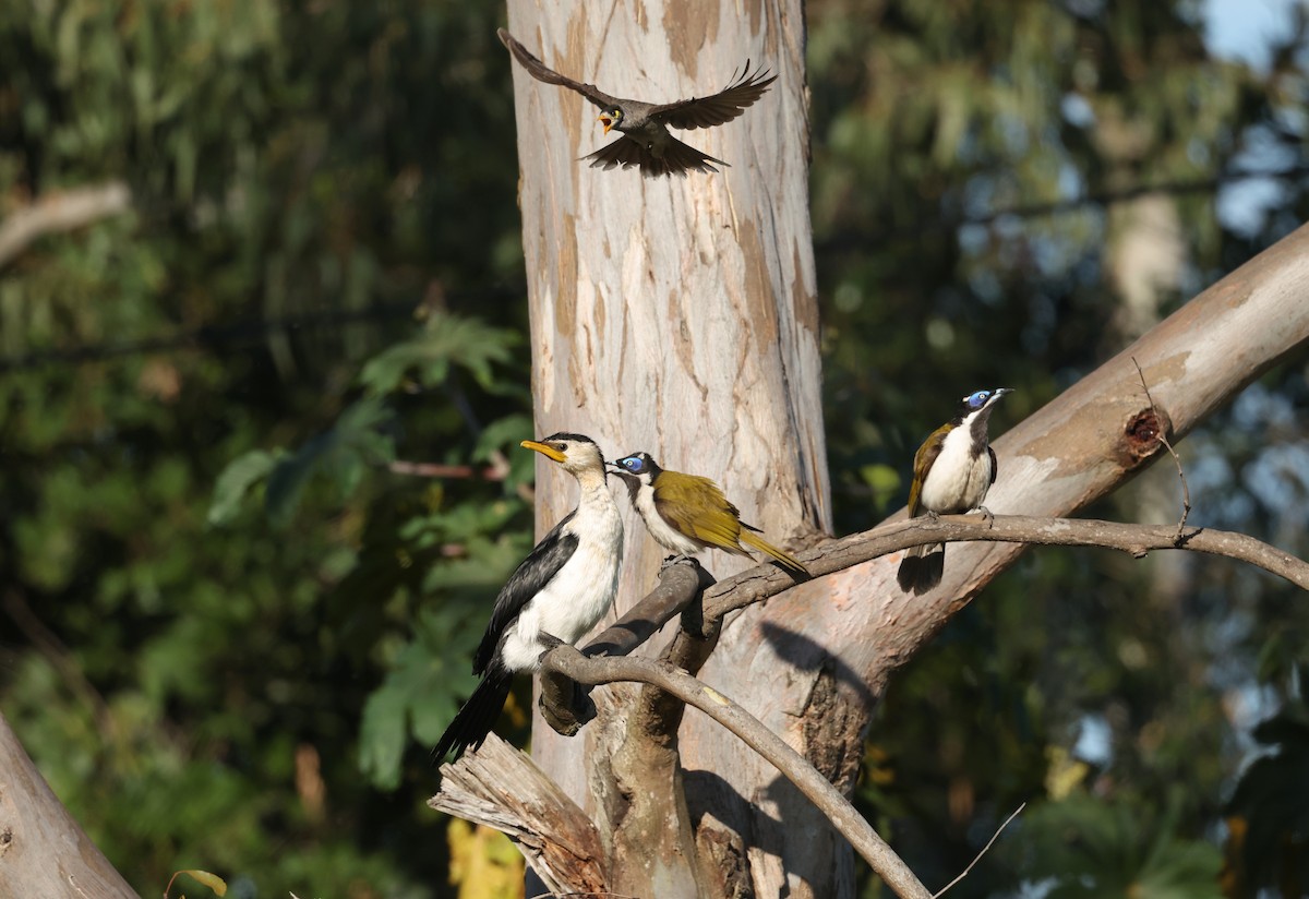 Blue-faced Honeyeater - ML641283766
