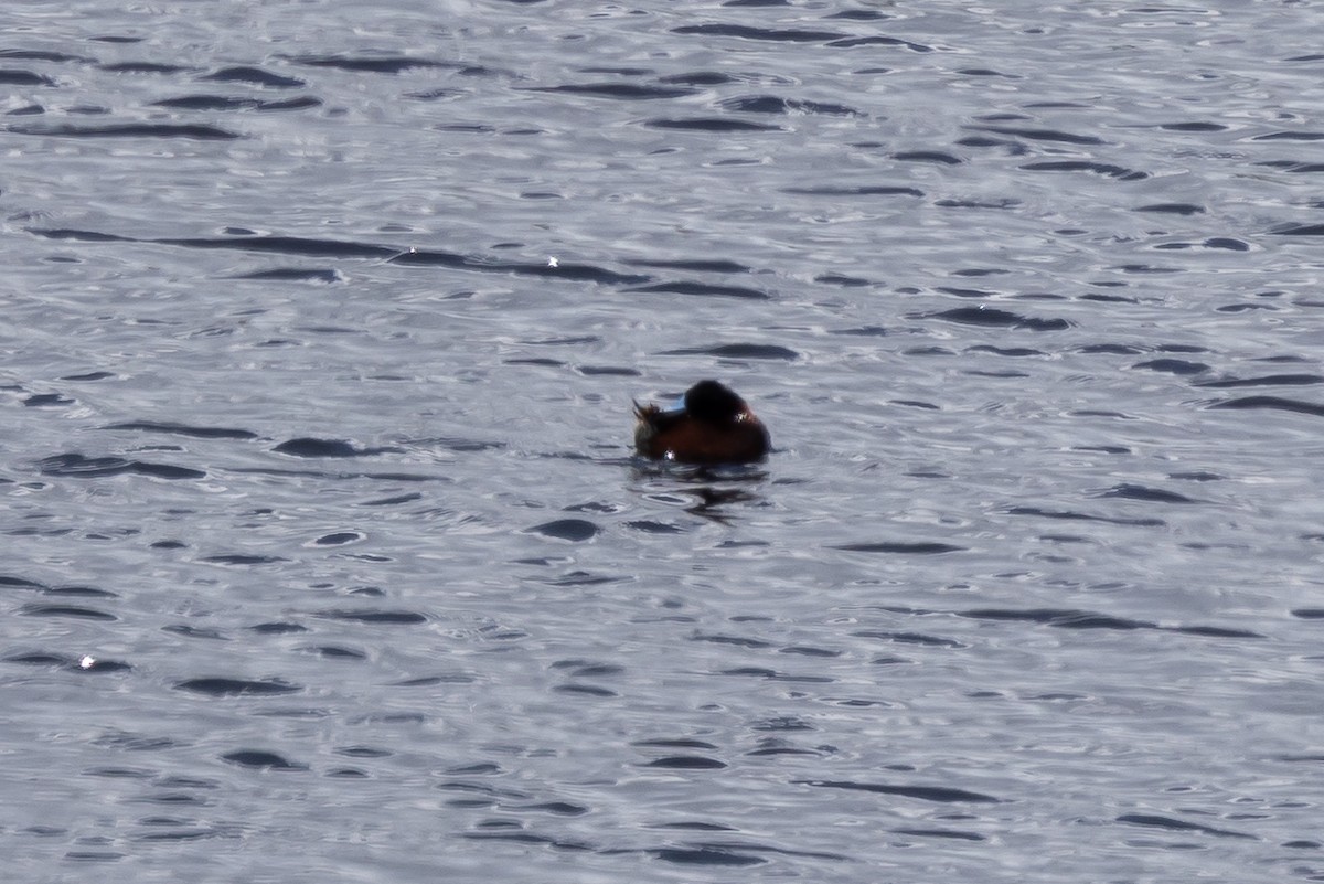 Andean Teal - ML641283767