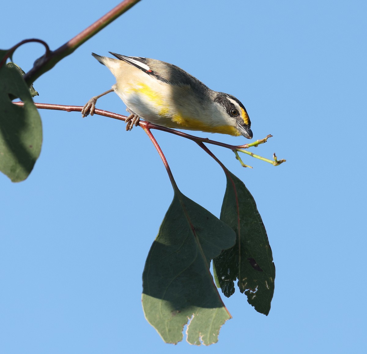 Striated Pardalote - ML641283768