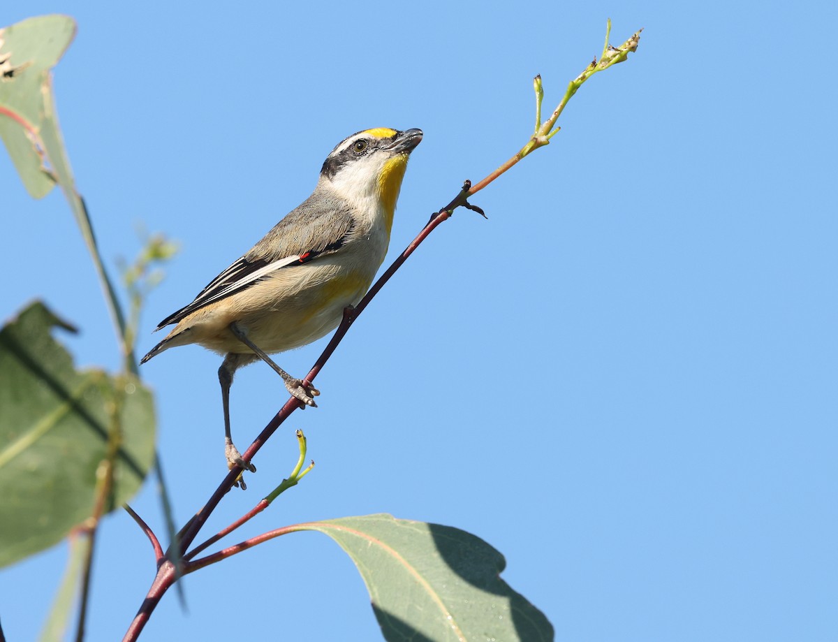Striated Pardalote - ML641283769