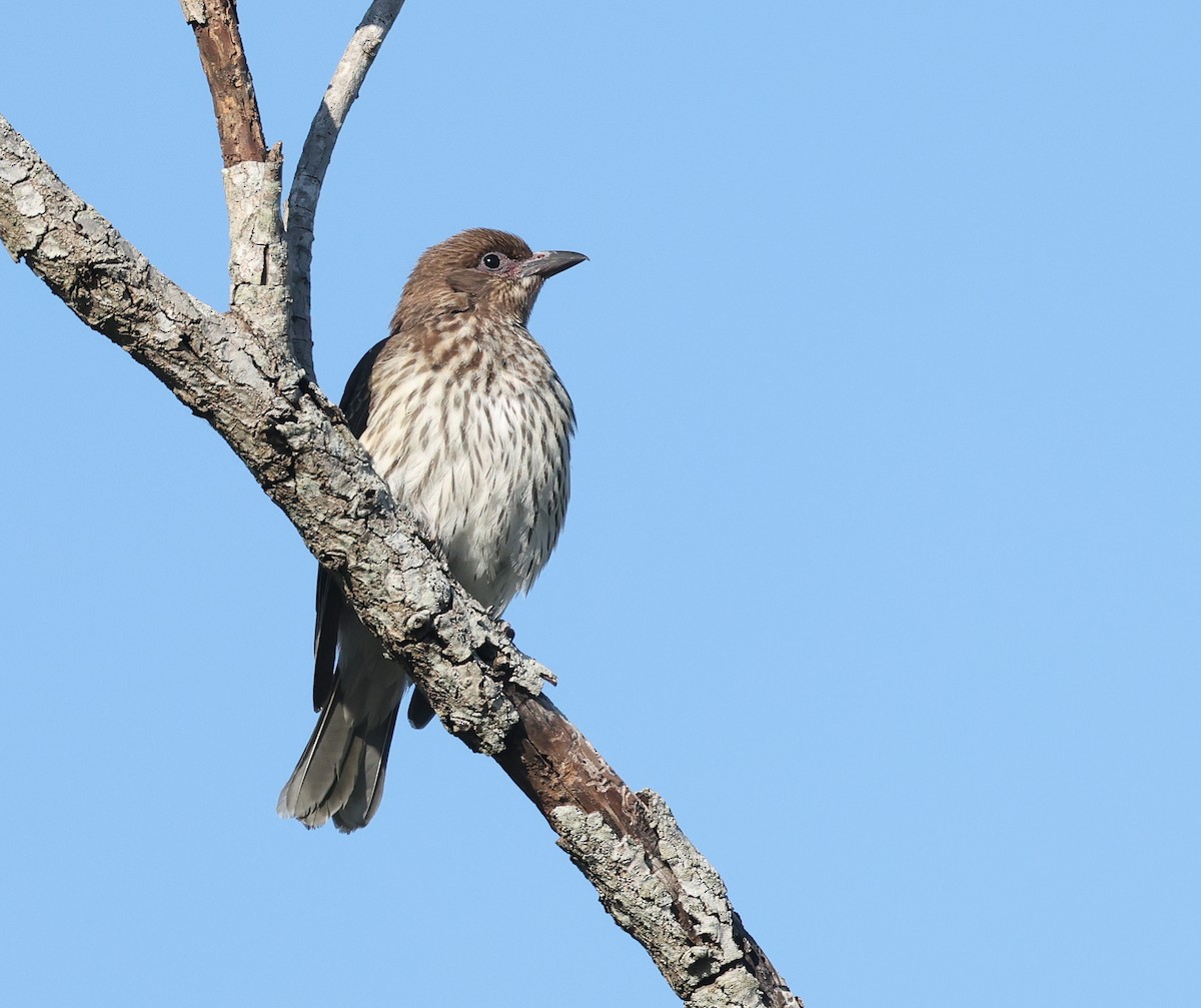 Australasian Figbird - ML641283770