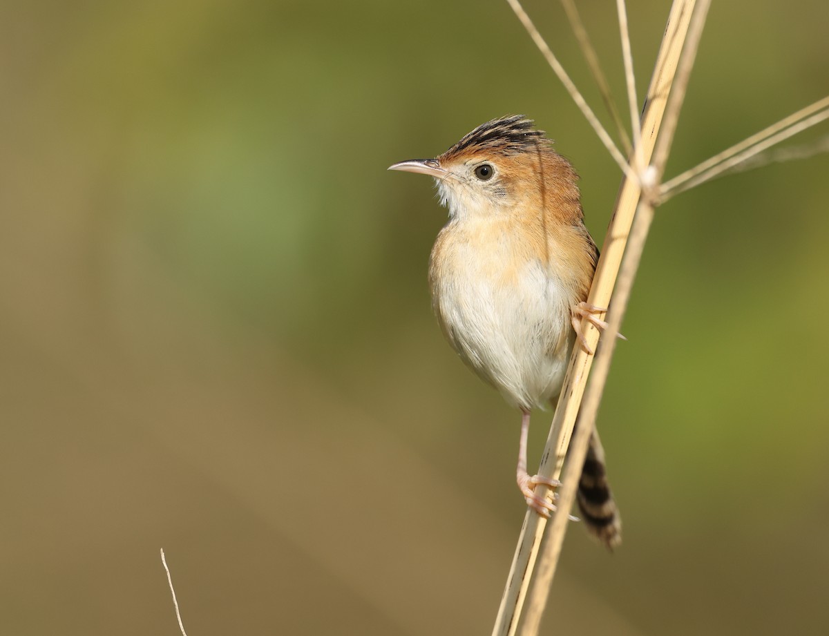 Golden-headed Cisticola - ML641283776