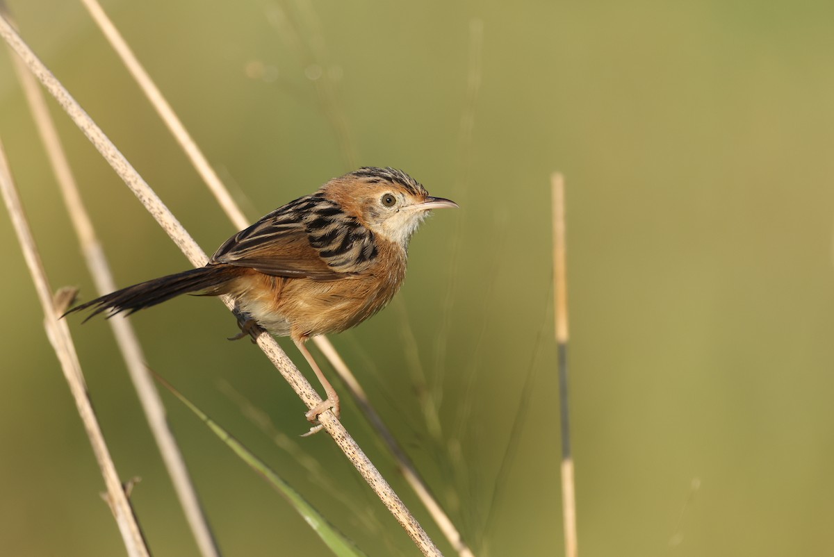 Golden-headed Cisticola - ML641283777