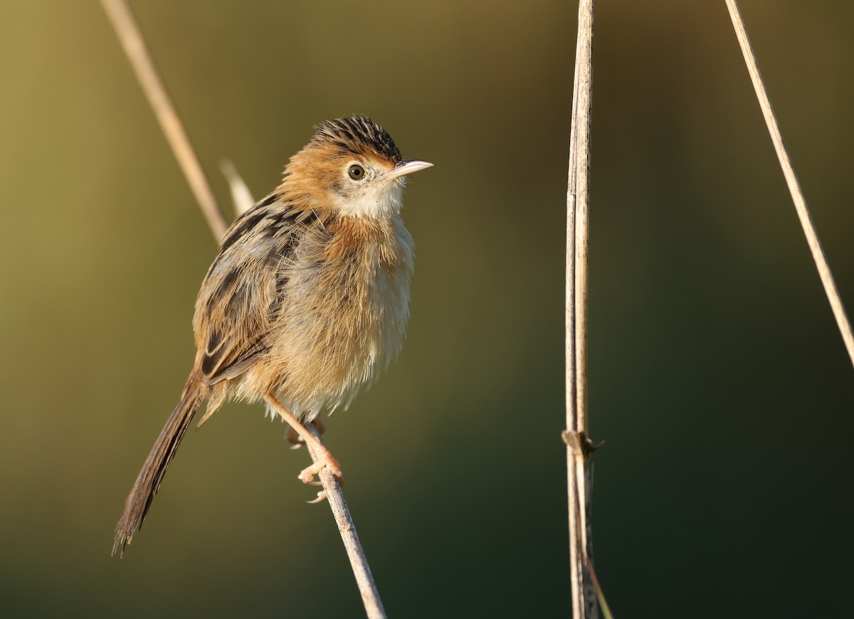 Golden-headed Cisticola - ML641283778
