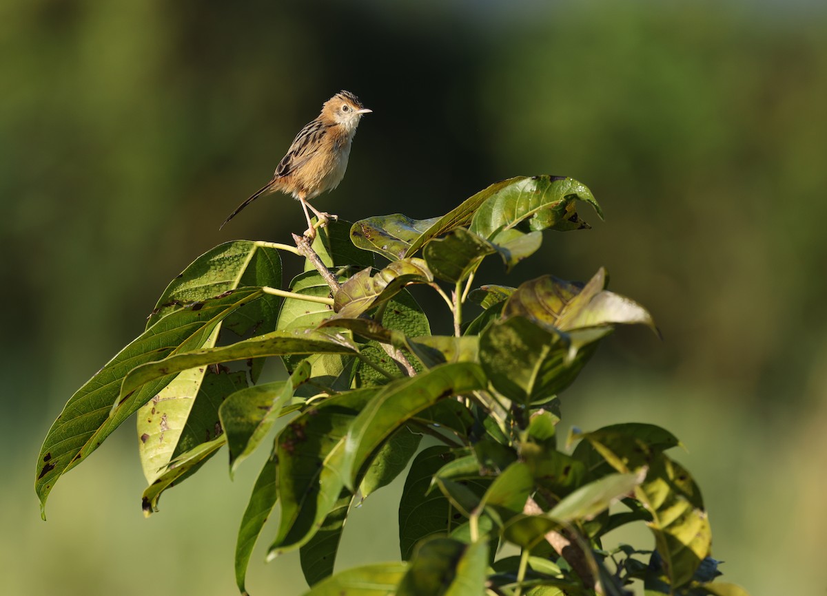 Golden-headed Cisticola - ML641283779