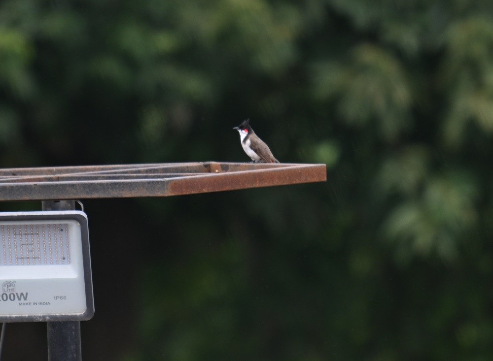 Red-whiskered Bulbul - ML641283782